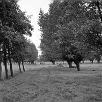 Gezicht op het dijklichaam van een oude Rijnarm in de weilanden bij boerderij De Koppel (Houtensepad) te Utrecht op zaterdag 15 augustus 1970. Bron: Het Utrechts Archief, catalogusnummer: 124377.