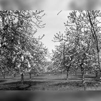 Afbeelding van in bloei staande fruitbomen in een weiland langs de Koningslaan te Bunnik in 1976. Bron: HUA, catalogusnummer: 811464.