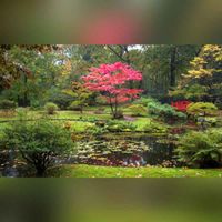 De roodkleurige Japanse esdoorn werd omstreeks 1910 geplant. Autumn in the Japanese garden of Estate Clingendael. Bron: Wikipedia Takeaway - Eigen werk.