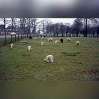 Gezicht op een wei met lammetjes en schapen langs de Koningsweg te Utrecht richting het westen gezien in de periode 1970-1972. Bron: Het Utrechts Archief, catalogusnummer: 804434.