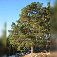 Pinus sylvestris Glenmuick (Pijnboom). Bron: Creative Commons Attribution-Share Alike 2.0 Generic license. https://commons.wikimedia.org/.