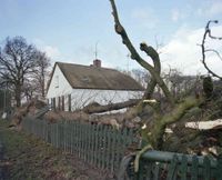 Afbeelding van een door de storm van donderdag 25 januari 1990 omgewaaide boom bij het huis Provincialeweg 120-122 te Bunnik. Foto genomen op: vrijdag 26 januari 1990. Bron: Het Utrechts Archief, catalogusnummer: 10341.