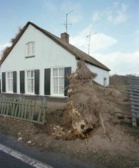 Afbeelding van een door de storm van donderdag 25 januari 1990 gevelde boom bij het huis Provincialeweg 120-122 te Bunnik. Foto genomen op: vrijdag 26 januari 1990. Bron: Het Utrechts Archief, catalogusnummer: 80521.