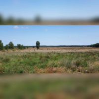 De Ginkelse Heide in juli 2021 (2). Foto: Sander van Scherpenzeel.