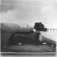 Portret van de hond Donau van baron van Westrenen van Tiellandt in de periode 1833-1838. Bron: Nederlands Instituut voor Kunstgeschiedenis, Den Haag.