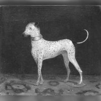 Portret van de hond Diana van baron van Westrenen van Tiellandt in de periode 1834-1836. Bron: Nederlands Instituut voor Kunstgeschiedenis, Den Haag.