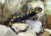 De vuursalamander (Salamandra salamandra) komt ook voor in België en Nederland. Bron: Wikipedia Jean-Marc Pascolo - Eigen werk.