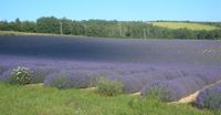 Lavendelplantage. Bron: Wikipedia Lavendel.