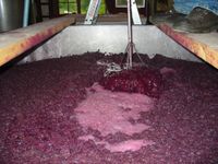 Gisten van de most (Druivenpap). Bron: Wikipedia Wijnbouw.