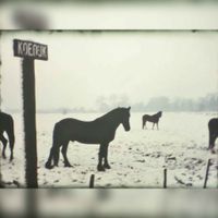 Meet van paarden in de wei aan de Koedijk in de buurt van boerderij De Steenen Poort in de jaren zeventig van de twintigste eeuw uit een amateurfilm genomen. Bron: onbekend.