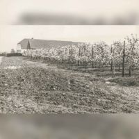 Boomgaard bij boerderij Ruimzicht aan de Waijensedijk nr. 19 in de jaren 70 van de twintigste eeuw met de bomen in de bloesem. Bron: Regionaal Archief Zuid-Utrecht (RAZU), 353.