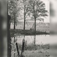 Gezicht in het landgoed Amelisweerd te Bunnik in 1952. Bron: Het Utrechts Archief, catalogusnummer: 44315.