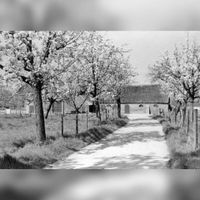 Gezicht op een boerderij met bloeiende boomgaard bij de Ossenwaard te Cothen in april 1967. Bron: HUA, 841030.