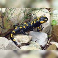 De vuursalamander (Salamandra salamandra) komt ook voor in België en Nederland. Bron: Wikipedia Jean-Marc Pascolo - Eigen werk.
