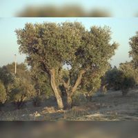 Een olijfboom in Portugal. Bron: Wikipedia Olijf.