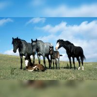 Een groep paarden bij elkaar. Bron: Wikipedia Paarden.