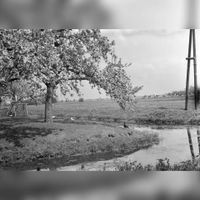Gezicht op een weiland met links een bloeiende fruitboom, vermoedelijk in de omgeving van Maarssen in de lente van 1956. Vron: Het Utrechts Archief, catalogusnummer: 836761.