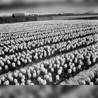 Gezicht op een veld met bloeiende hyacinten in de lente van 1954. Bron: Het Utrechts Archief, catalogusnummer: 836174.