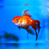 Een goudvis. Bron: Pixabay.