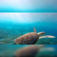 Een zeeschildpad in tropisch zeewater. Bron: Pixabay.