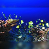 Een tropisch onderwaterwereld met tropische zeevissen. Bron: Pixabay.