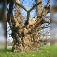 Een zeer oude kastanjeboom. Bron: Wikipedia.