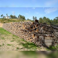 Diverse soorten schelhout bomenbast liggen te drogen om vervolgens in de verdere productie te worden verwerkt. Bron: Wikipedia.