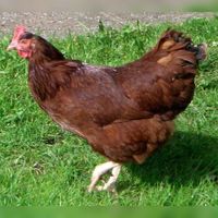 Een bruine kip die ook worden gehouden in de pluimveehouderijen (landbouw). Bron: Wikipedia.