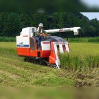 Een landbouwer in Azië of Zuidoost Azië bezig met het oogsten van rijst op een rijstplantage. Bron: Wikipedia.