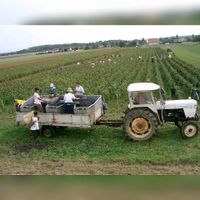 Het oogsten van de wijdruive. Vendanges en Bourgogne - côtes de Beaune. Bron: Wikipedia Wijnbouw.
