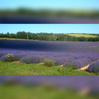 Lavendelplantage. Bron: Wikipedia Lavendel.