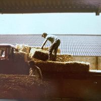 Gezicht op de verhuizing van familie De Vor in 1978 naar de nieuwe boerderij Nieuwoord in Nieuwkoop (bij Alphen aan de Rijn) waarbij de heer Cor van Rijswijk bezig de balen hooi op de vrachtwagen te laden. Bron: met dank aan Henk de Vor.