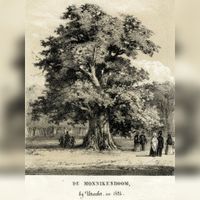 Gezicht op de Monnikenboom in een weiland bij het Kartuizerklooster Nieuwlicht te Utrecht in 1824. Bron: Het Utrechts Archief, catalogusnummer: 37652.
