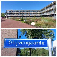 De Olijvengaarde in de buurt De Gaarden in de wijk Houten Noordwest in september 2023. Foto: Sander van Scherpenzeel.